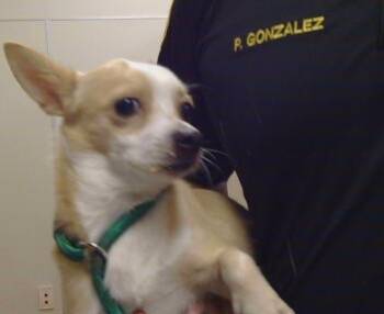 Rescue Chihuahua Dogs for Adoption in Sacramento, California - NUTMEG | PetCurious