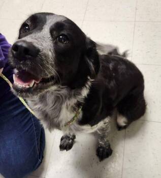 Otter -  Australian Shepherd Dog for Adoption in Roanoke, Virginia - Otter | PetCurious
