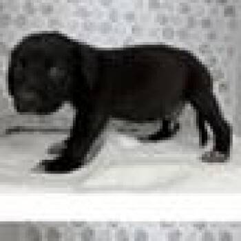 Snivy -  Labrador Retriever and Mixed Breed Dog for Adoption in Clearwater, Florida - Snivy | PetCurious