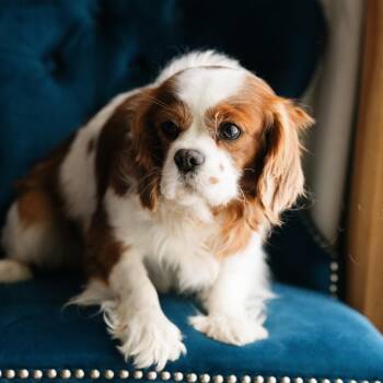 Cavalier King Charles Spaniel Dogs Available for Adoption - Avalanche | PetCurious