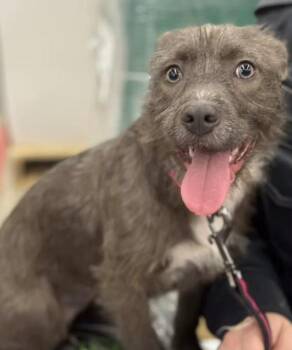 Terrier Dogs Available for Adoption in Harrington, Delaware - Vera | PetCurious