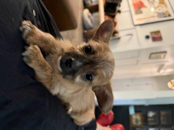 McLovin -  Chihuahua Dog for Adoption in Hillsborough, North Carolina - McLovin | PetCurious