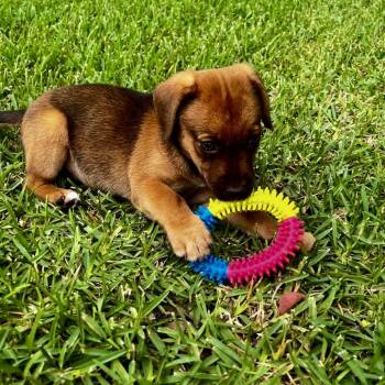 Rescue Mixed Breed and Terrier Dogs for Adoption in Oakdale, Louisiana - Mel | PetCurious