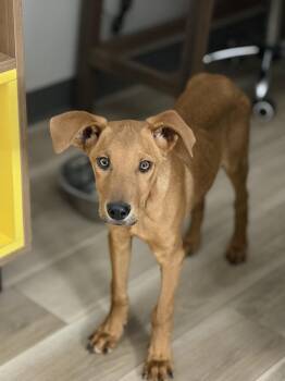 Hound and Labrador Retriever Dogs Available for Adoption in Lafayette, Colorado - Neville | PetCurious