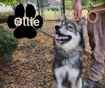 Rescue Husky Dogs for Adoption in Marion, Indiana - Ollie | PetCurious