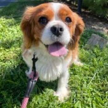 Ruby -  Cavalier King Charles Spaniel Dog for Adoption in Cincinnati, Ohio - Ruby | PetCurious