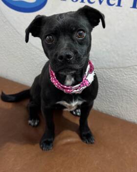 Reeses Cup -  Pug Dog for Adoption in Las Vegas, Nevada - Reeses Cup | PetCurious