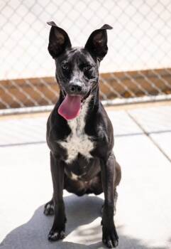 Rosie -  Labrador Retriever and Pit Bull Terrier Dog for Adoption in Twentynine Palms, California - Rosie | PetCurious