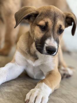Rescue Anatolian Shepherd and Great Dane Dogs for Adoption in Murrieta, California - Tokyo Joe | PetCurious