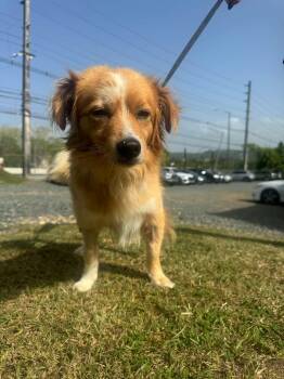 Prince -  Chihuahua Dog for Adoption in Rincón, Rincón - Prince | PetCurious