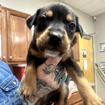 Rescue Terrier Dogs for Adoption in Tupelo, Mississippi - Marren- 070302T-2 | PetCurious