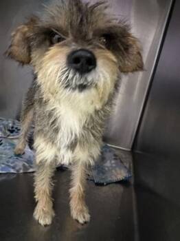 61385358 -  Terrier and Mixed Breed Dog for Adoption in El Paso, Texas - 61385358 | PetCurious