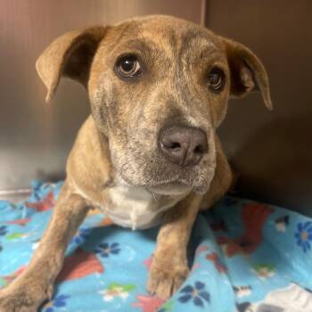 Mixed Breed Dogs Available for Adoption - Kenzie | PetCurious