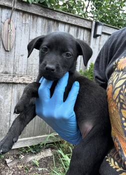 Solinco -  Labrador Retriever and Golden Retriever Dog for Adoption in Bull Valley, Illinois - Solinco | PetCurious