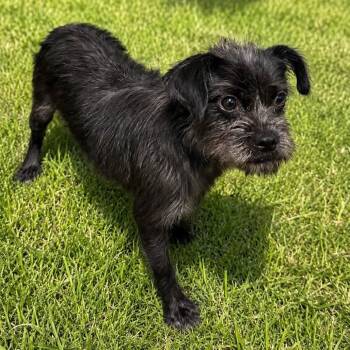 Barkley -  Terrier and Mixed Breed Dog for Adoption in Enterprise, Alabama - Barkley | PetCurious
