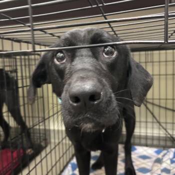 Azul -  Hound and Mixed Breed Dog for Adoption in Lynchburg, Virginia - Azul | PetCurious