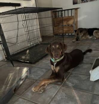 Rescue Doberman Pinscher Dogs for Adoption in Los Angeles, California - SHAYLA | PetCurious