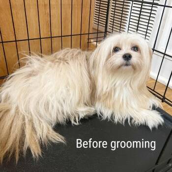 Paris -  Maltese and Shih Tzu Dog for Adoption in Lewisville, Texas - Paris | PetCurious