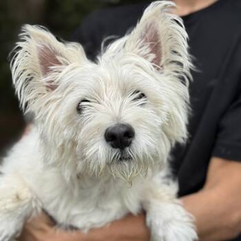 West Highland White Terrier Westie Dogs Available for Adoption in Mobile, Alabama - Honey | PetCurious