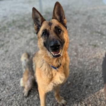 Rescue German Shepherd Dog Dogs for Adoption in Riverwoods, Illinois - Betsy | PetCurious