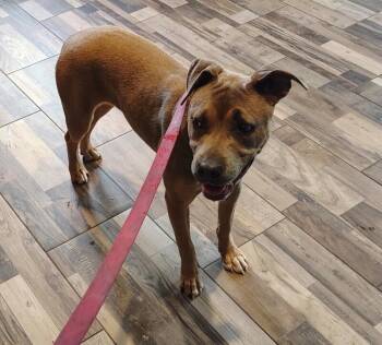 Bella -  Mixed Breed Dog for Adoption in Osseo, Michigan - Bella | PetCurious