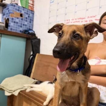 Chase -  Shepherd and Mixed Breed Dog for Adoption in Bend, Oregon - Chase | PetCurious