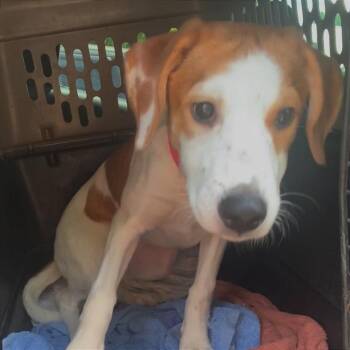 Velma -  Mixed Breed Dog for Adoption in Asheville, North Carolina - Velma | PetCurious