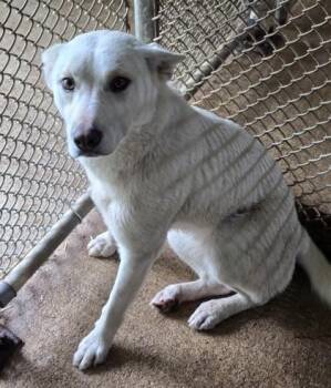Autumn -  Mixed Breed Dog for Adoption in Bedford, Indiana - Autumn | PetCurious
