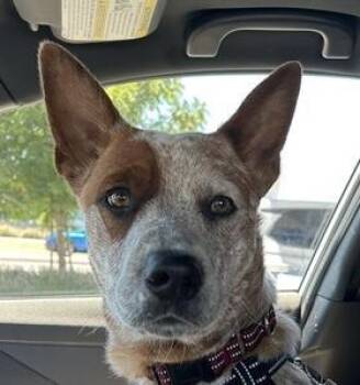 BLONDIE -  Australian Cattle Dog Blue Heeler Dog for Adoption in Woodland, California - BLONDIE | PetCurious