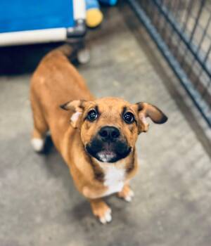 Rescue Boxer and Labrador Retriever Dogs for Adoption in Ashland, Kentucky - Jacqueline | PetCurious