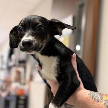 Mixed Breed Dogs Available for Adoption in Houston, Texas - Breve | PetCurious