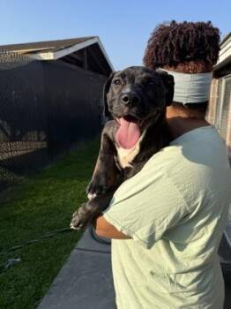 Tifa -  Cane Corso and Mixed Breed Dog for Adoption in Savannah, Georgia - Tifa | PetCurious
