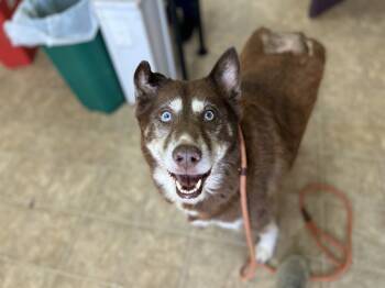 Rescue Husky Dogs for Adoption in Raleigh, North Carolina - RAKSHA | PetCurious