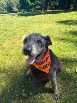 Winlock -  Poodle and Irish Wolfhound Dog for Adoption in Beavercreek, Oregon - Winlock | PetCurious