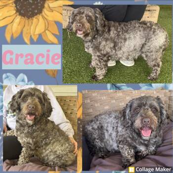 Gracie -  Miniature Poodle Dog for Adoption in Clearfield, Pennsylvania - Gracie | PetCurious