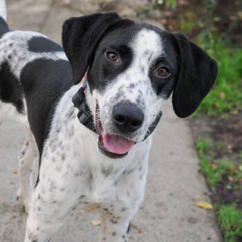 Rescue Hound and Mixed Breed Dogs for Adoption in Richmond, California - STARLIGHT | PetCurious