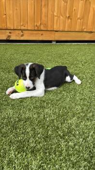 Hound Dogs Available for Adoption - Anna | PetCurious