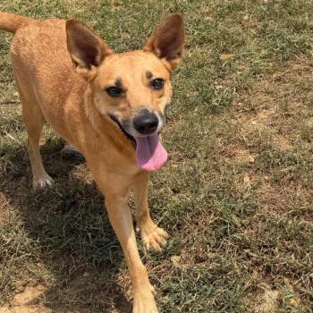 Erykuh in NH. Come Meet our Adoptable Dogs Wednesday-Saturday. M -  Cattle Dog Dog for Adoption in Manchester, New Hampshire - Erykuh In NH. Come Meet Our Adoptable Dogs Wednesday-Saturday. M | PetCurious