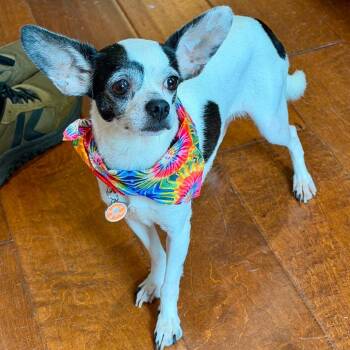 Juanda *Arriving 9/12* D12306 -  Chihuahua Dog for Adoption - Juanda *Arriving 9/12* D12306 | PetCurious