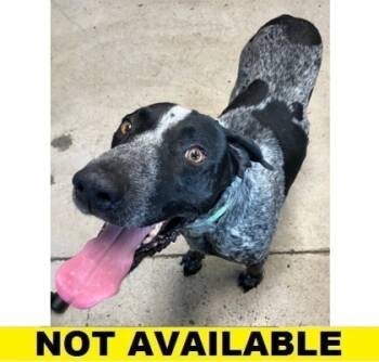 Rescue Bluetick Coonhound and Mixed Breed Dogs for Adoption in Eugene, Oregon - Rooster | PetCurious