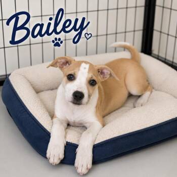 Bailey -  Carolina Dog Dog for Adoption in Momence, Illinois - Bailey | PetCurious