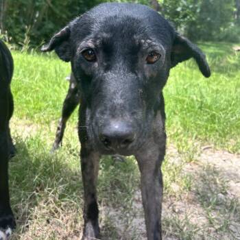 Rescue Mixed Breed Dogs for Adoption in Bryan, Texas - Darling | PetCurious