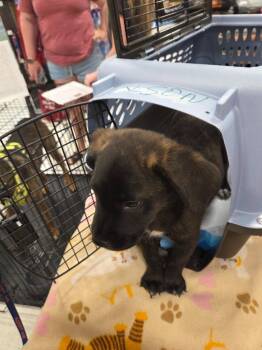 Bart -  Mixed Breed Dog for Adoption in Mustang, Oklahoma - Bart | PetCurious