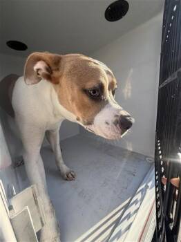 A661156 -  Pit Bull Terrier Dog for Adoption in Houston, Texas - A661156 | PetCurious