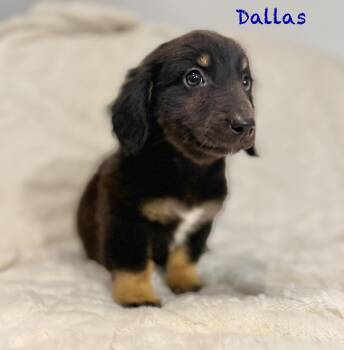 Dachshund and Australian Shepherd Dogs Available for Adoption - Dallas | PetCurious