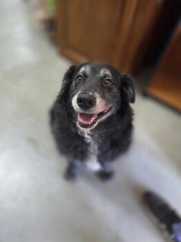 Rescue Black Labrador Retriever Dogs for Adoption in Olney, Illinois - Tank | PetCurious