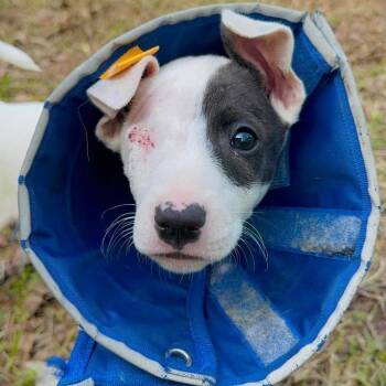 Rat Terrier Dogs Available for Adoption in Parrish, Alabama - Peeka (deaf) | PetCurious