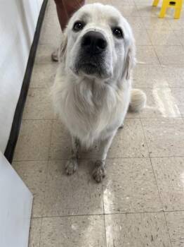 CHUCK -  Great Pyrenees and Mixed Breed Dog for Adoption in Killeen, Texas - CHUCK | PetCurious