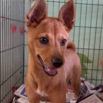 Rescue Mixed Breed Dogs for Adoption in San Juan, San Juan - Canela | PetCurious