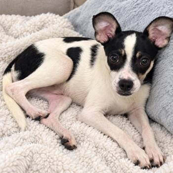 Wagoner -  Chihuahua Dog for Adoption in Springfield, Missouri - Wagoner | PetCurious
